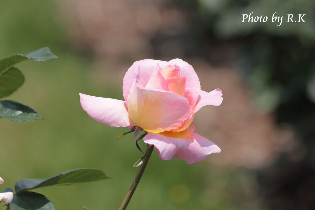 薔薇・一輪