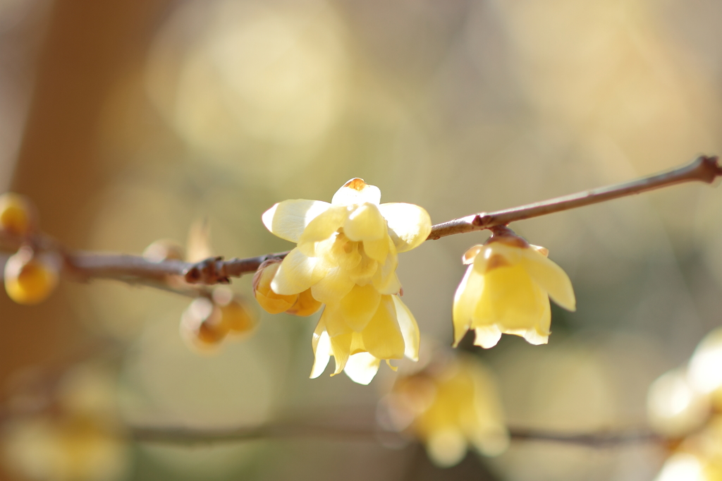 誇り高く　薫り高く