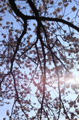 光と影のデュエット