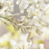 Wisteria11
