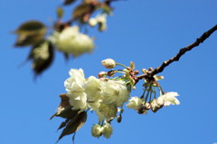 花ブランコ揺れて