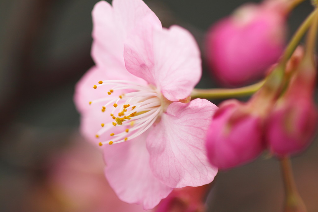 Dancing stamens and a pistil