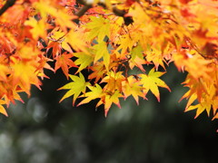 秋色暖簾