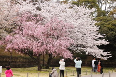 人生劇場＠駿府公園1