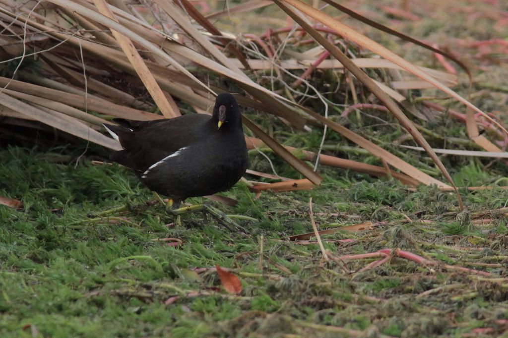 バンちゃんの日常（成鳥・おなかすいた・・・）