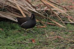 バンちゃんの日常（成鳥・おなかすいた・・・）