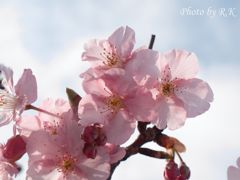 修善寺の河津桜