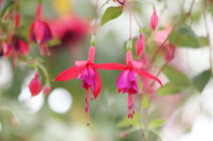 Fuchsia in natural light -beautiful twin