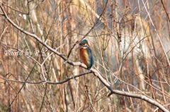 Lady Kingfisher