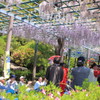 花見5