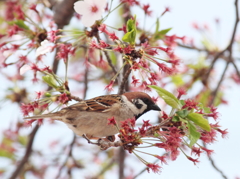 散りし桜に雀一羽