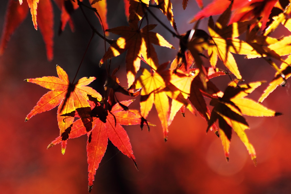 Colors and shadows