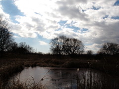 Asabata marsh in winter