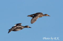 Fly high! 2014　オカヨシガモ2