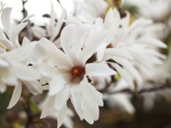 クロコガネモチ