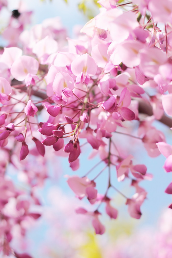 Wisteria in early summer