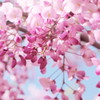 Wisteria in early summer