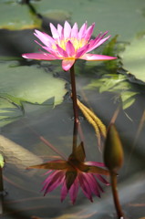 A Water Lily and a reflection No.1
