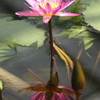A Water Lily and a reflection No.1