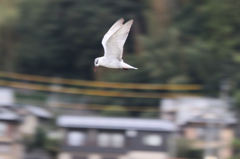 この鳥なあに？（どうして下を見てるのかな？餌がほしいのかな？）