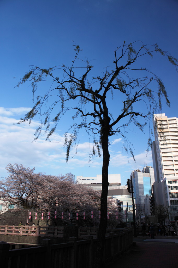 A willow・・・って柳なんだね。