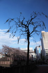 A willow・・・って柳なんだね。