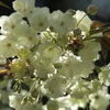 八重の桜（鬱金桜）