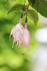 Fuchsia in natural light -delicate-