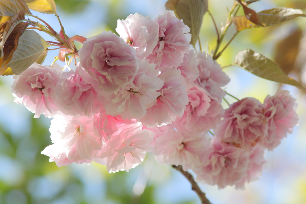 八重の桜2