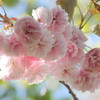 八重の桜2