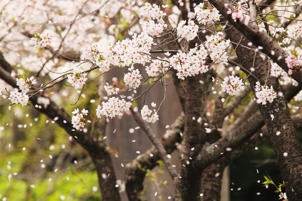 桜吹雪1