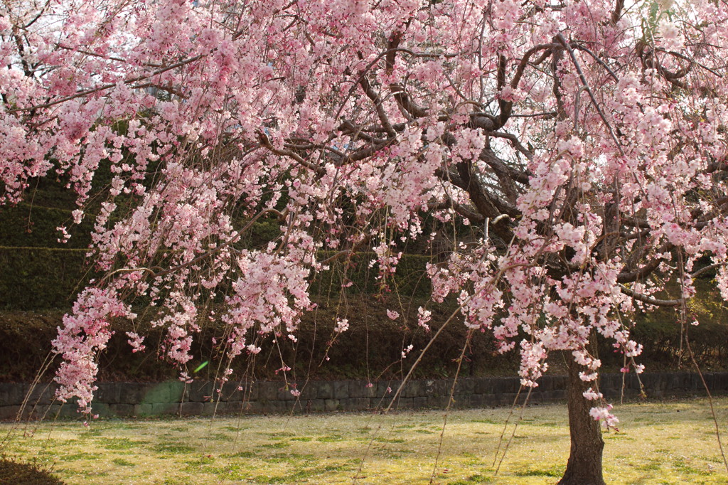 春の心はのどけからまし