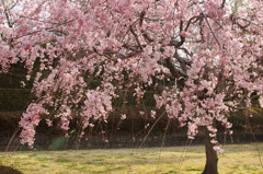 春の心はのどけからまし