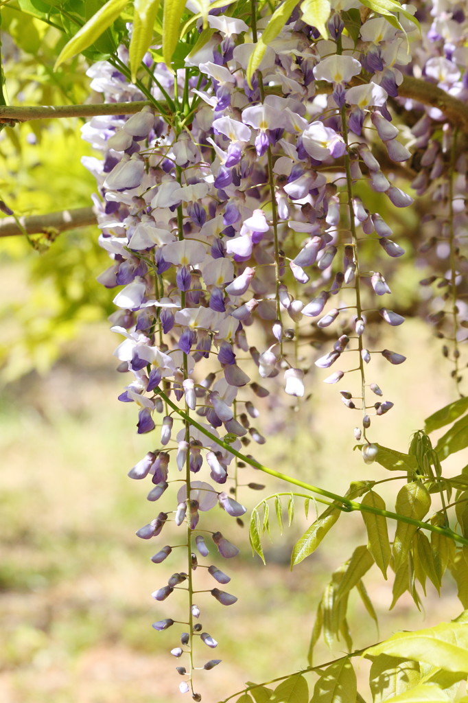 Wisteria10