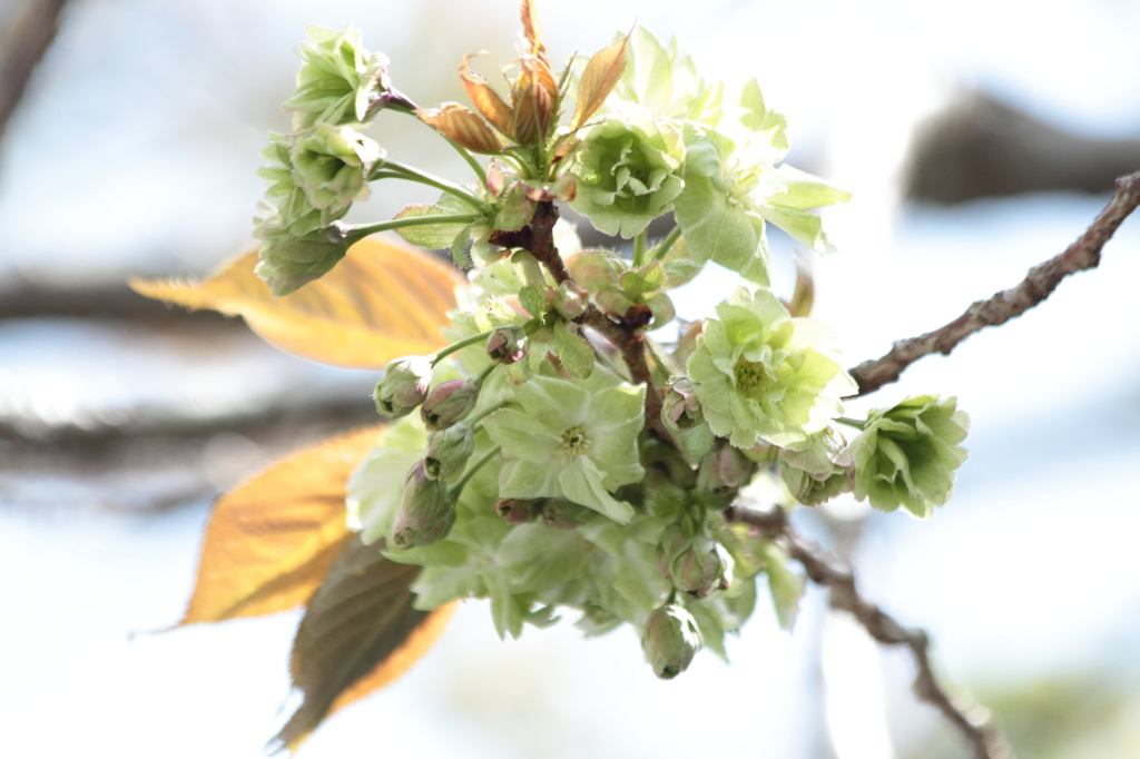 八重の桜（御衣黄）