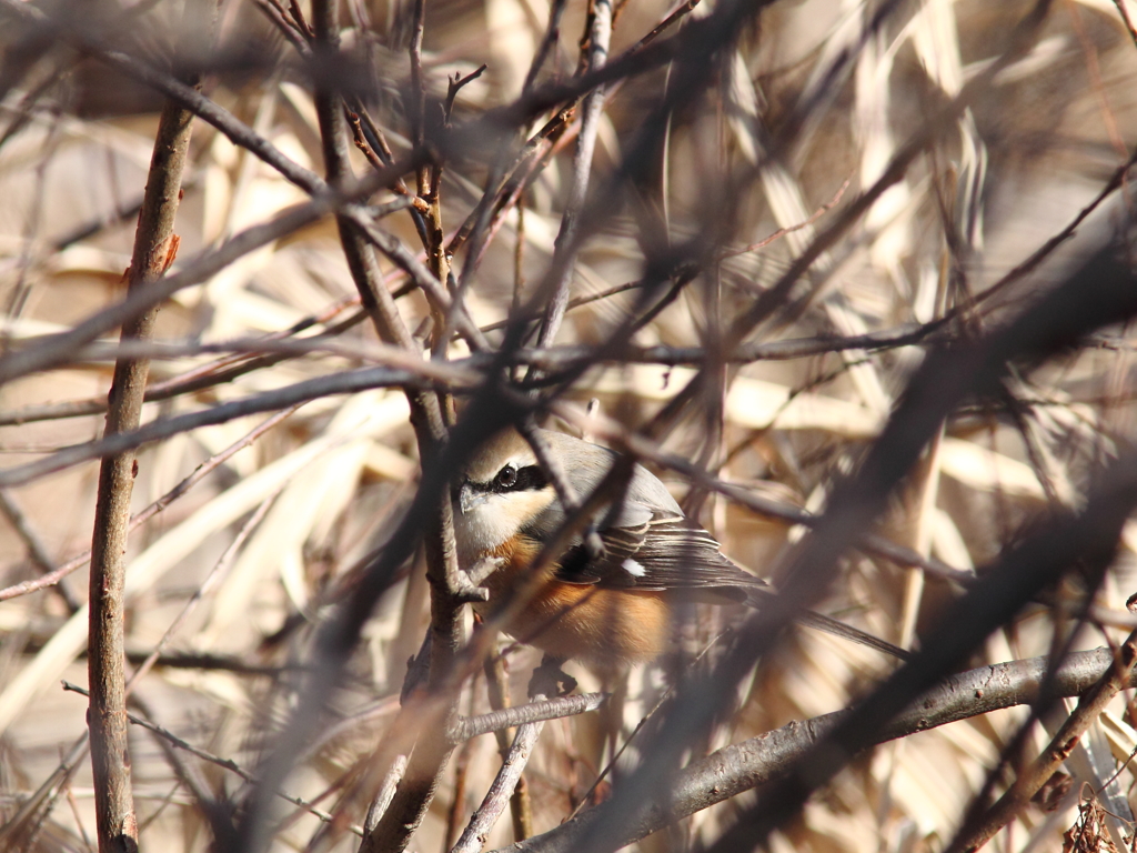この百舌雄がカッコイイ！