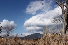 麻機遊水地の冬