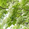 零れる白、輝く緑・2