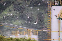ヒッチコック『鳥』のオマージュ2
