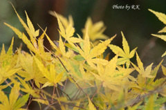 地味に紅葉