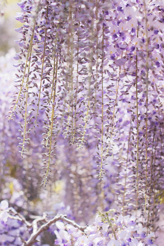 Wisteria9 shower