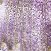 Wisteria9 shower