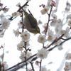 定番：ウメジロ