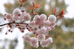八重の桜（普賢象）