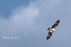 大空を舞うミサゴと生魚雷