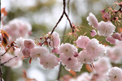 八重の桜（普賢象）