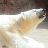 In a zoo. バニラ