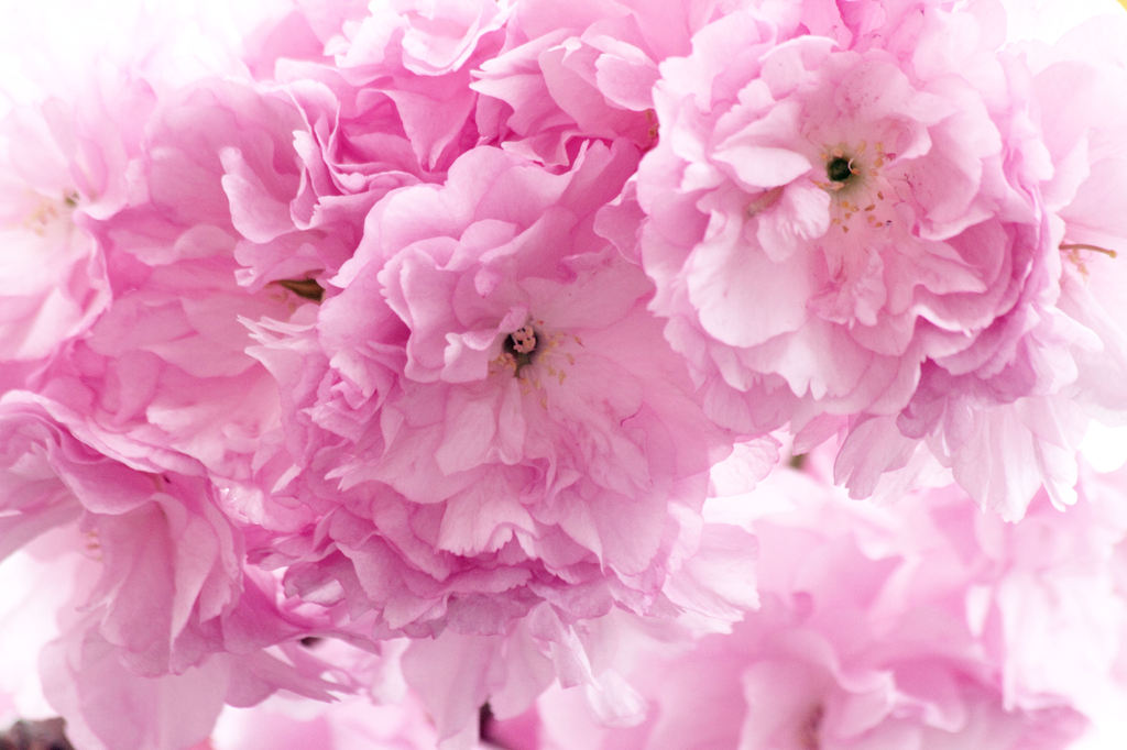 八重の桜（普賢象）