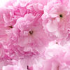 八重の桜（普賢象）