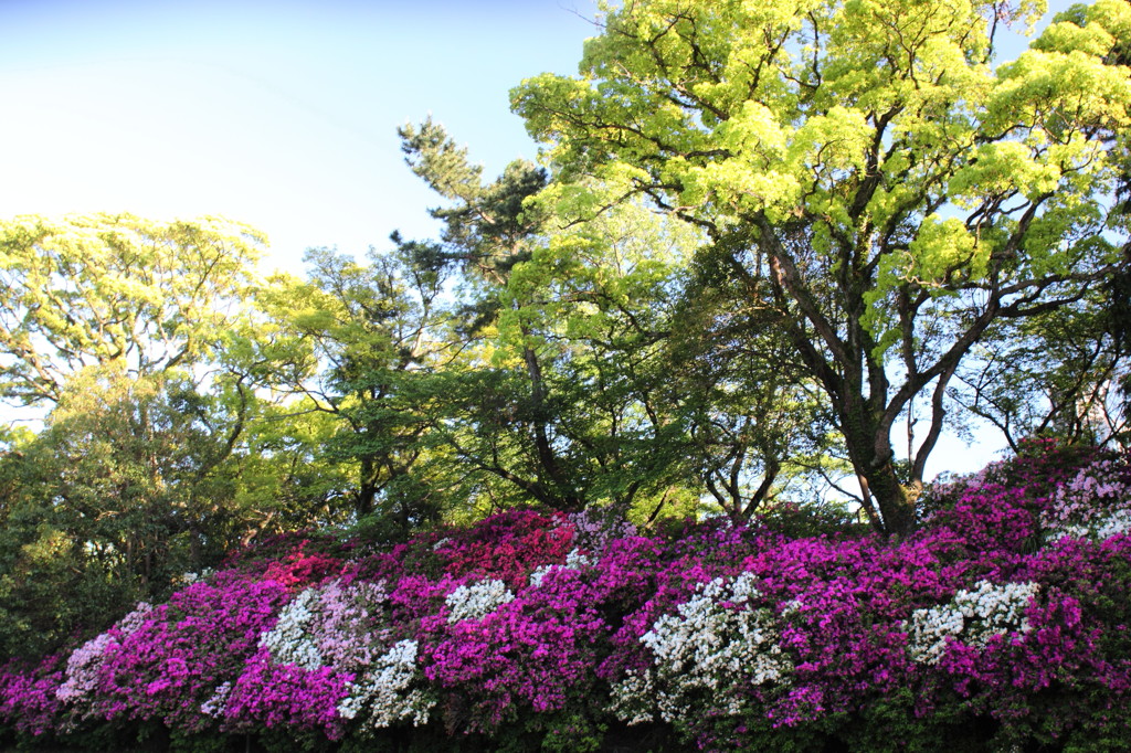 Green and colors2